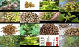 【苍耳子治疗鼻炎的用法】 苍耳子治疗鼻炎可以煮水喝吗 