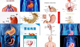  [ 人体胃的位置图]  肝的位置在哪里,人体胃的位置图 