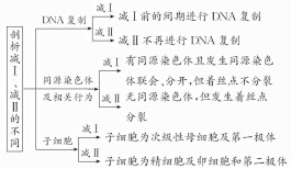 卡诺氏液（卡诺氏液高中生物实验）