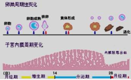 超声检测排卵中的子宫内膜指标