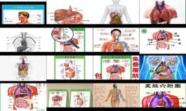 [器官分布图]  器官分布图