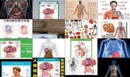  [人体内脏器官结构]  人体内脏器官结构图简笔画 