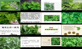 【 艾叶的功效】 艾叶的功效与作用及禁忌  